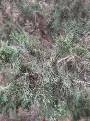 Cupressus sempervirens