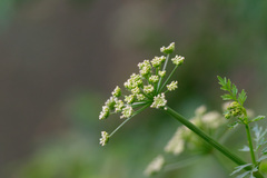 Apiaceae