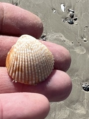 Dinocardium robustum