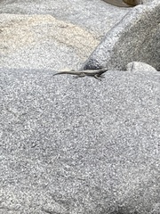 Microlophus atacamensis