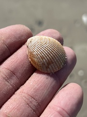 Dinocardium robustum