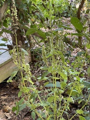 Agastache scrophulariifolia