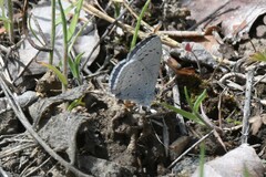 Celastrina