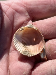 Dinocardium robustum