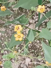 Abutilon trisulcatum