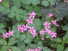 Oxalis articulata