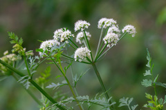 Apiaceae