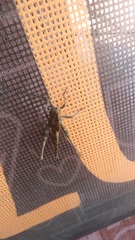 Xyleus discoideus