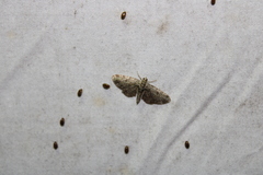 Pasiphila rectangulata