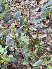 Agastache scrophulariifolia