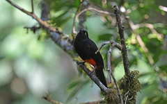 Hypopyrrhus pyrohypogaster