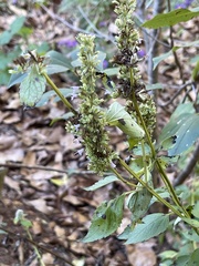 Agastache scrophulariifolia