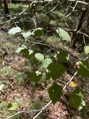 Crataegus viridis
