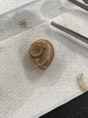 Planorbella trivolvis