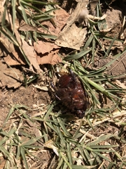 Pentodontini
