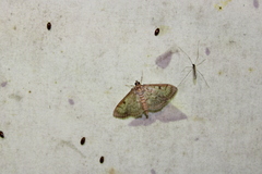 Herpetogramma aeglealis