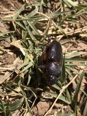 Pentodontini