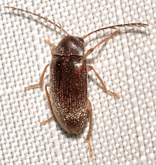Ptilodactyla