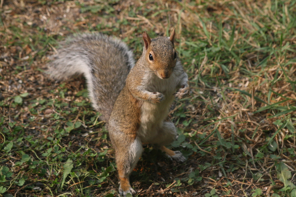 Eastern Gray Squirrel in October 2022 by Mitch · iNaturalist