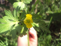 Ranunculus