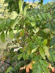 Rhus copallinum