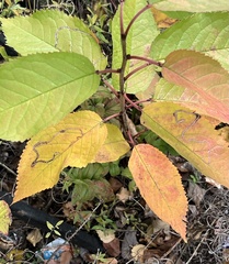 Lyonetia clerkella