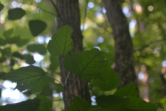 Populus heterophylla