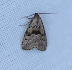 Hypenodes franclemonti
