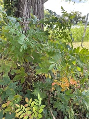 Rhus copallinum