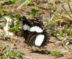 Neptis