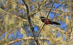 Hypopyrrhus pyrohypogaster