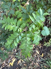 Rhus copallinum