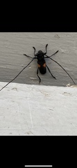 Tragidion coquus