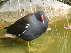 Gallinula chloropus