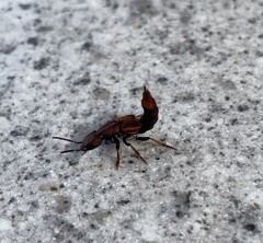 Platydracus cinnamopterus