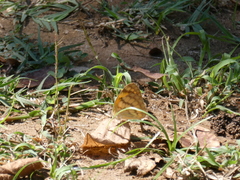 Colotis vesta