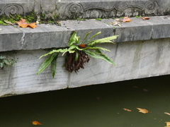 Asplenium scolopendrium