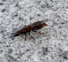 Platydracus cinnamopterus