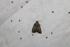 Acronicta