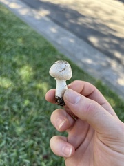 Leucoagaricus barssii