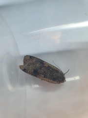 Noctua pronuba