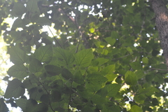 Populus heterophylla