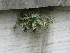 Asplenium ruta-muraria