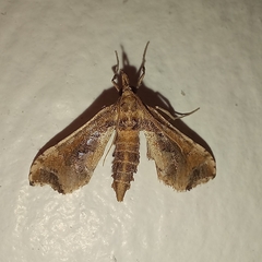 Leucinodes laisalis