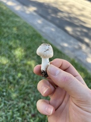 Leucoagaricus barssii