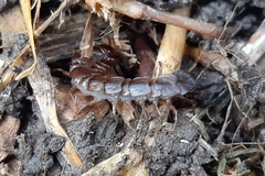 Lithobiomorpha