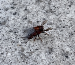 Platydracus cinnamopterus