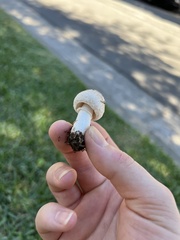 Leucoagaricus barssii