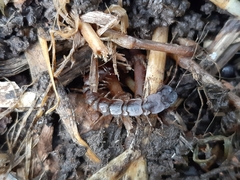 Lithobiomorpha