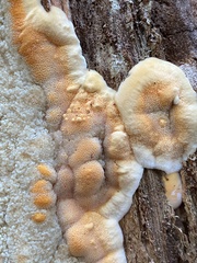Merulius tremellosus